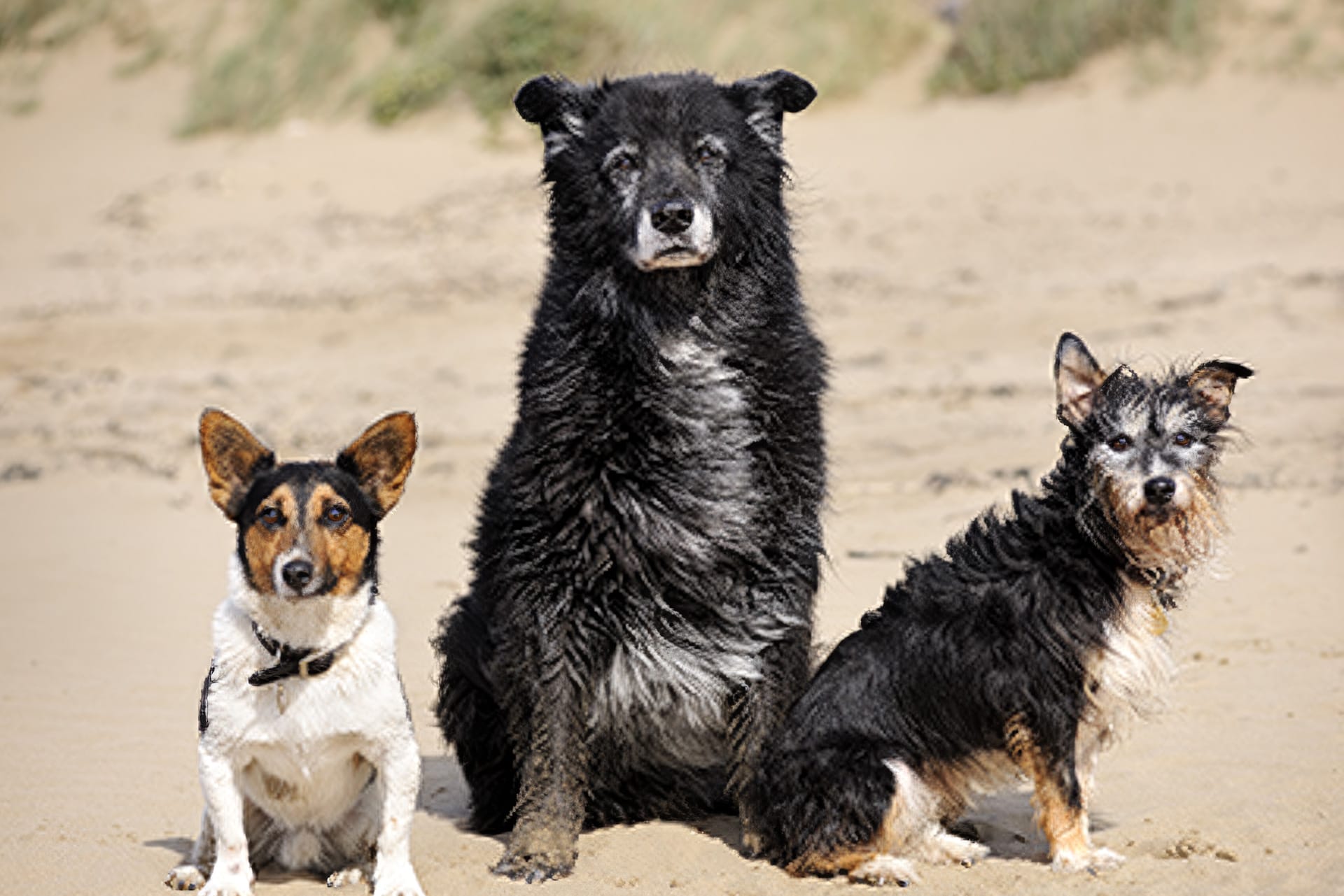 About Us - All About Agility